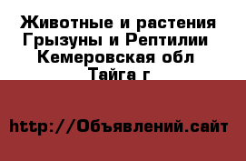 Животные и растения Грызуны и Рептилии. Кемеровская обл.,Тайга г.